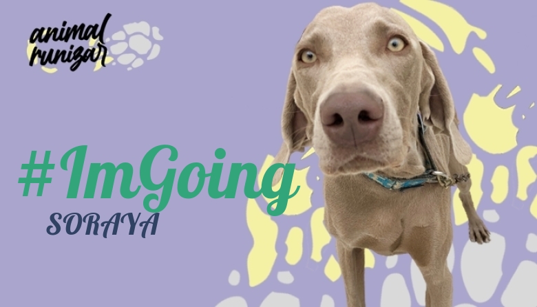#YoVoy - SORAYA (ANIMALRUNIZAR 2023)