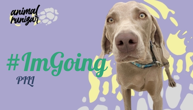 #ImGoing - PILI (ANIMALRUNIZAR 2023)