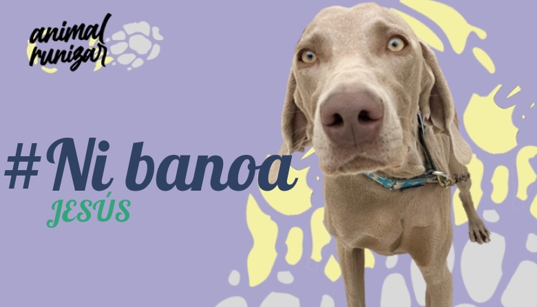 #YoVoy - JESÚS (ANIMALRUNIZAR 2022)