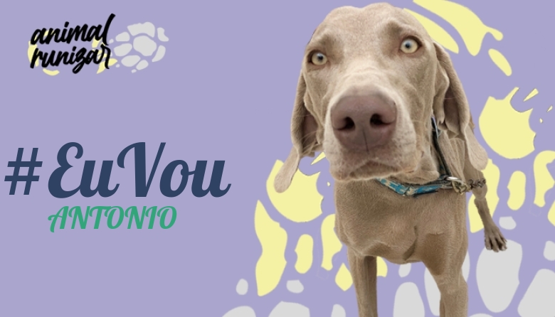 #EuVou - ANTONIO (ANIMALRUNIZAR 2022)