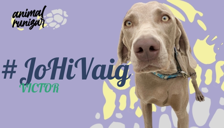 #JoHiVaig - VICTOR (ANIMALRUNIZAR 2022)