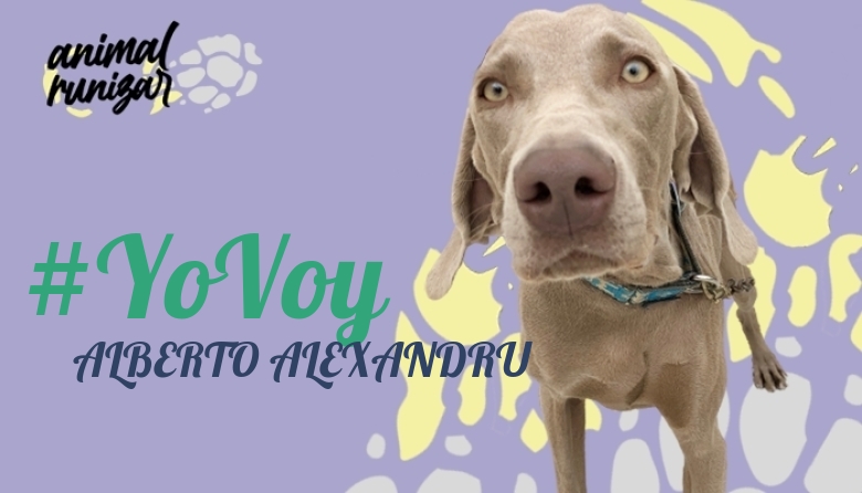 #ImGoing - ALBERTO ALEXANDRU (ANIMALRUNIZAR 2023)