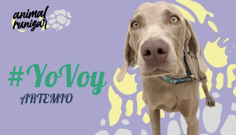 #YoVoy - ARTEMIO (ANIMALRUNIZAR 2023)