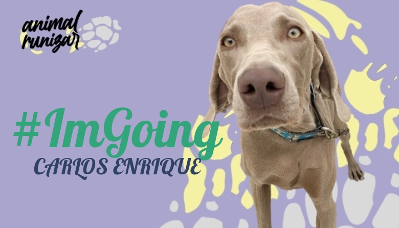 #ImGoing - CARLOS ENRIQUE (ANIMALRUNIZAR 2023)