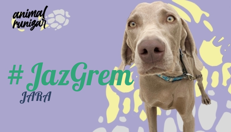 #JazGrem - JARA (ANIMALRUNIZAR 2023)