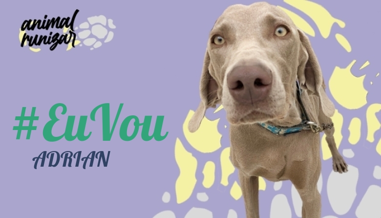 #EuVou - ADRIAN (ANIMALRUNIZAR 2023)