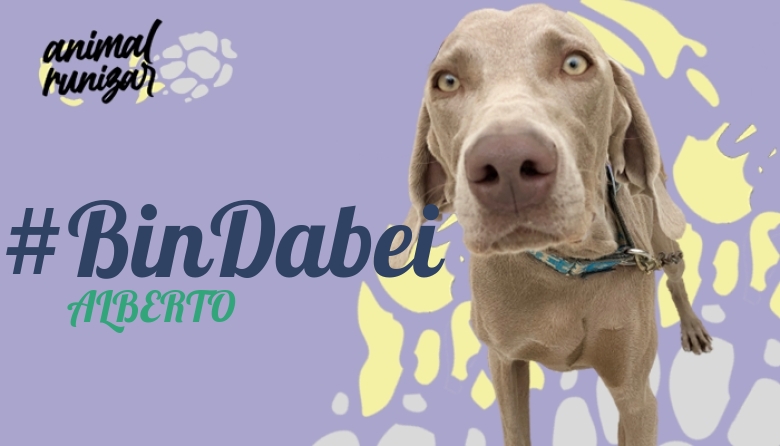 #JazGrem - ALBERTO (ANIMALRUNIZAR 2022)