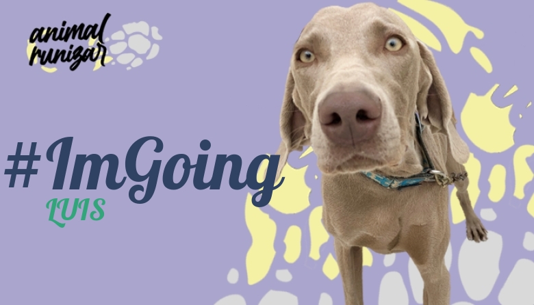 #ImGoing - LUIS (ANIMALRUNIZAR 2022)