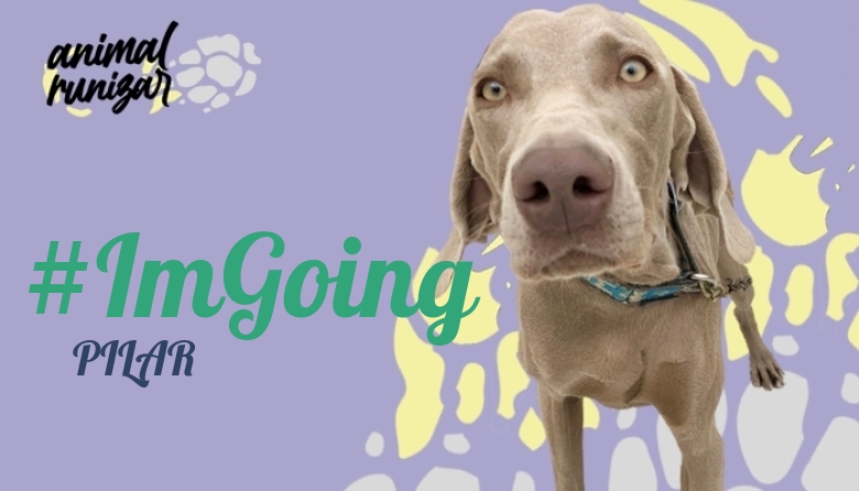 #ImGoing - PILAR (ANIMALRUNIZAR 2023)