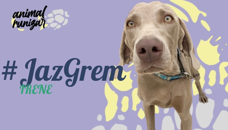 #EuVou - IRENE (ANIMALRUNIZAR 2022)