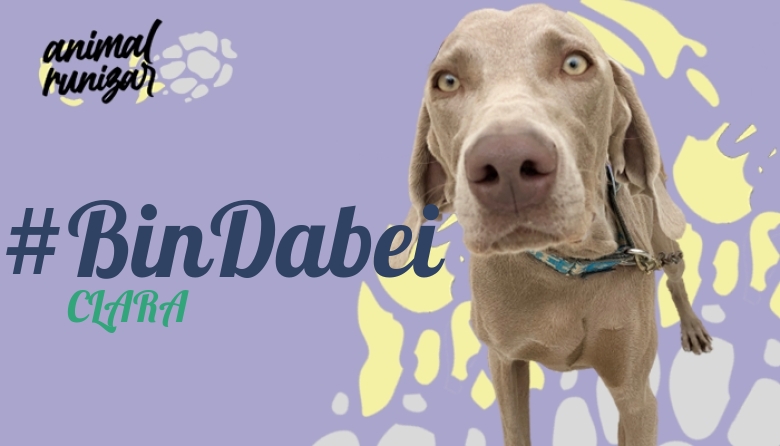 #ImGoing - CLARA (ANIMALRUNIZAR 2022)