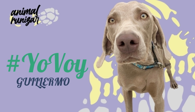 #YoVoy - GUILLERMO (ANIMALRUNIZAR 2023)