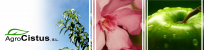 AGROCISTUS